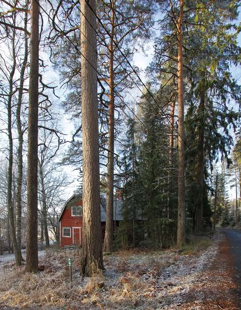 Suuria mäntyjä, taustalla punainen omakotitalo.