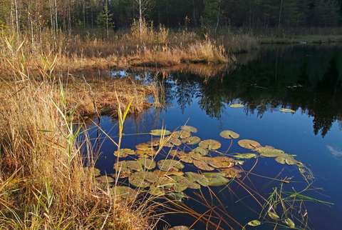 Ruovikkoinen lammenranta, lammessa lumpeita.