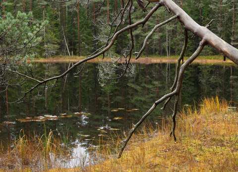 Soistunut lampi, etualalla kelottunut puu.