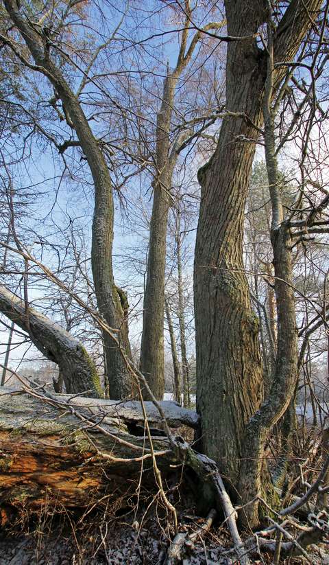Neljä suurta puuta kuuraisessa maisemassa.