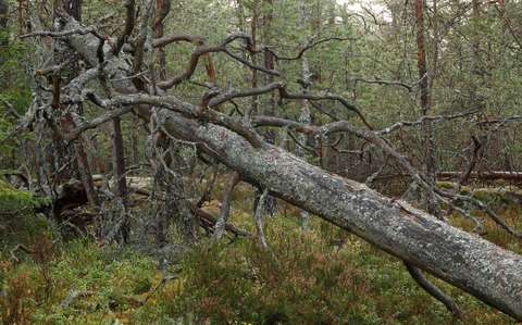 Kelottunut puu rehevässä metsässä.