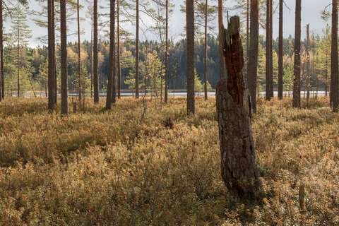 Syksyinen suo, etualalla lahottunut pökkelö.