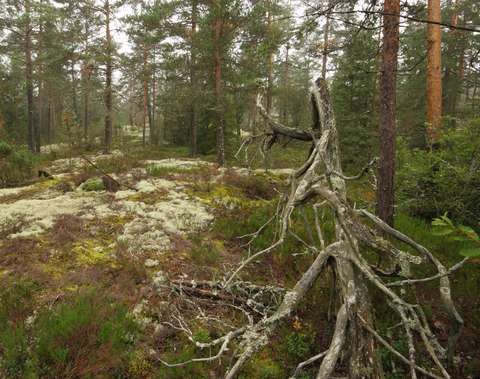 Karu jäkäläinen kalliometsä, etualalla kelopuu.