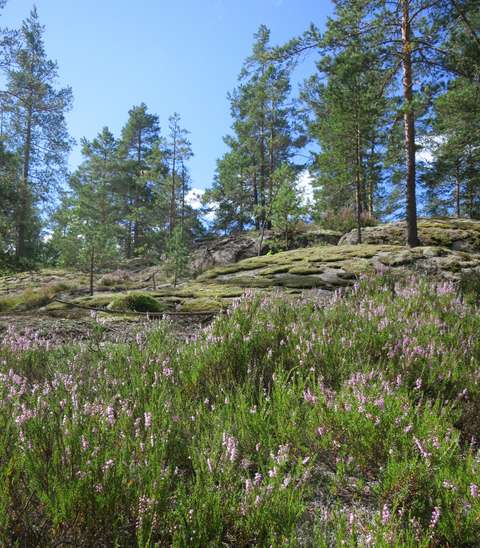 Karu kallioinen kangasmetsä, jossa etualalla kanervaa, taustalla männikköä.