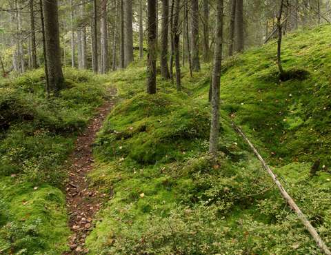 Sammaleinen kuusimetsä, jonka poikki kulkee pieni polku.