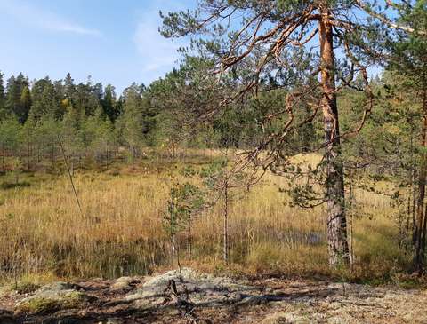 Ett försumpat, vassbevuxet träsk, i förgrunden en liten tall.