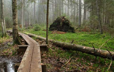 Spångar på mosstuvor i skogen.