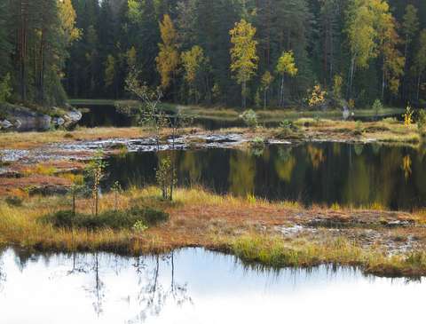 Rehevä lampi, jonka keskellä kelluu turvelauttoja, taustalla metsää.