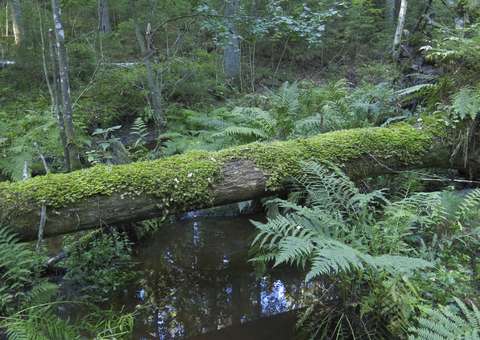 Mossbevuxet träd, en bäck och ormbunkar.