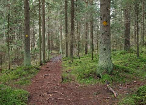 Kuva polusta, jonka laidoilla kahteen puuhun on merkitty keltainen reittimerkki.