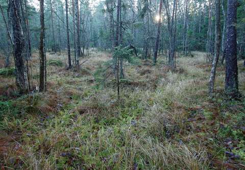 Puustoista suota iltahämyssä