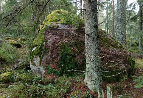 Ett mossbevuxet flyttblock i skogen.