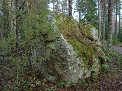 Siirtolohkare metsässä.
