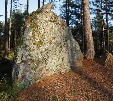 Siirtolohkare metsässä aurinkoisena iltana.
