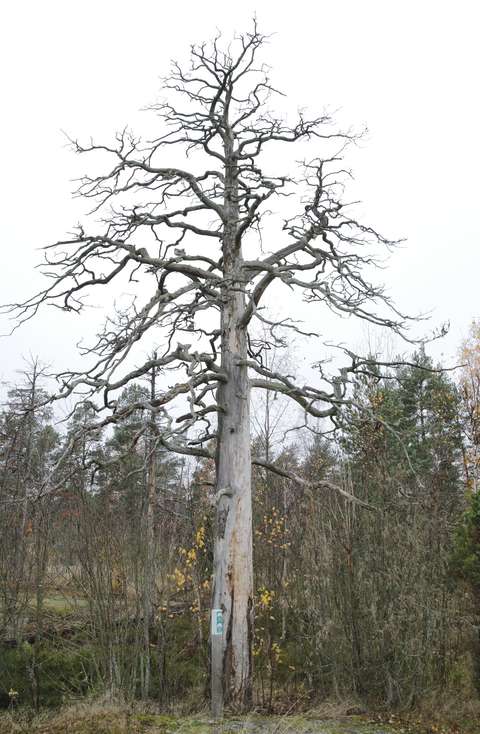 Kelottunut vanha mänty