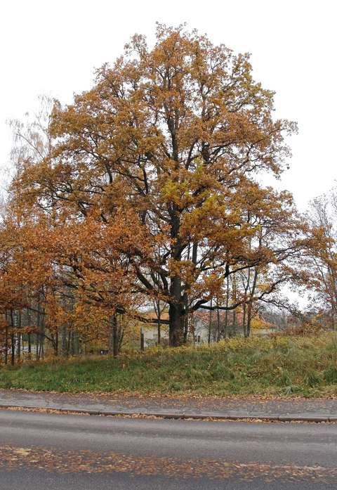 Vanha tammi syksyllä kuvattuna, etualalla asvaltoitu tie.