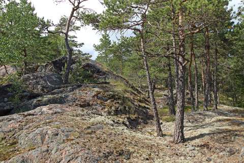 Karu ja kallioinen metsämaisema, jossa jäkälää ja mäntyjä.