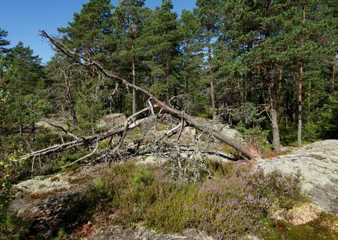 Karua saaristometsää, etualalla kelottunut puu