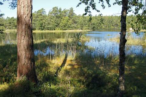 Rehevä järvi, etualalla puita ja kasvillisuutta.