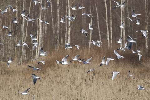 Lentävä naurulokkikolonia ruovikkoista taustaa vasten.