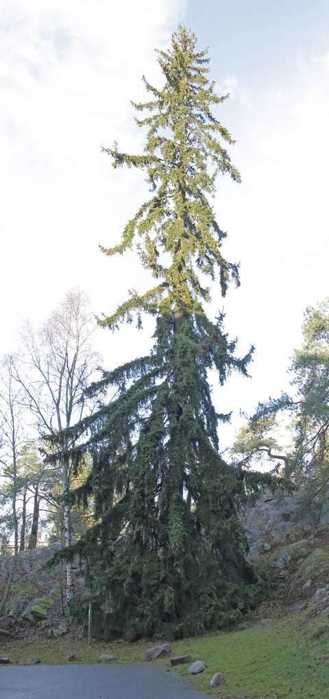 Pitkä ja kapea kuusi, jonka latvaan paistaa aurinko.
