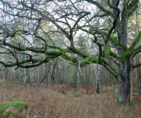 Suuri, sammalta kasvava tammi, taustalla pienempiä lehtipuita.