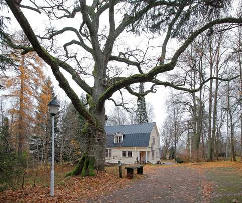 Ett stort träd med en gammal villa i bakgrunden.
