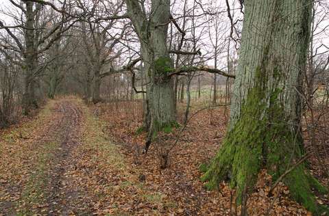 Metsäautotien varrella kasvavat suuret tammet.