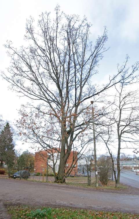 Suuri tammi, jonka taustalla punatiilinen rakennus.