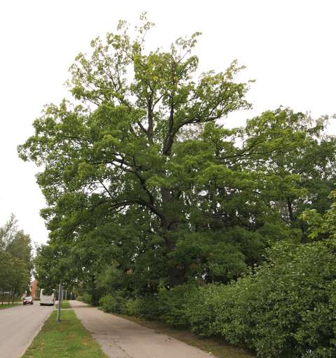 Suuri tammi, jonka oksat yltävät alla kulkevan jalankulkuväylän ylle.