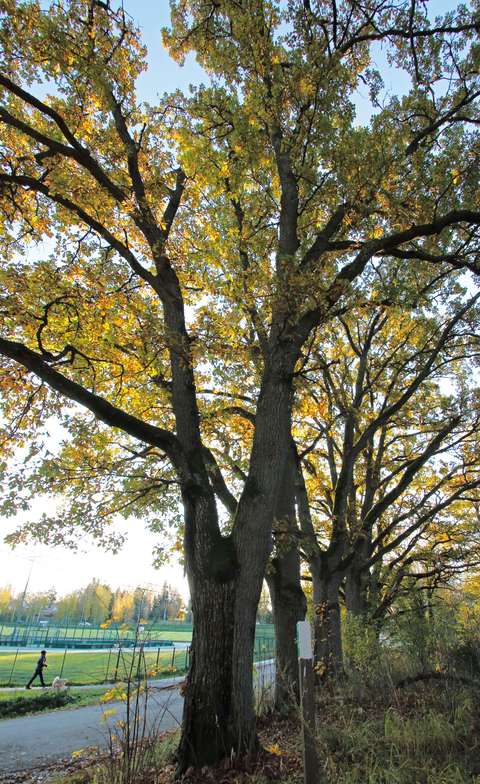 Suuri puu, jonka taustalla urheilupuisto