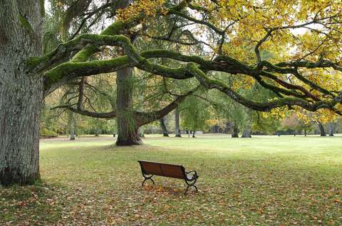 Penkki ja suuri puu puistossa.