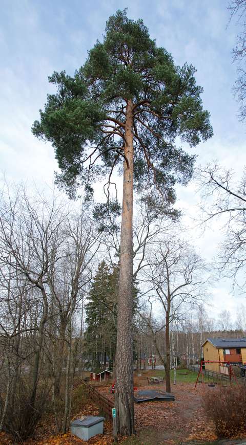 Suuri mänty, jonka takana leikkipaikka ja rivitaloja.