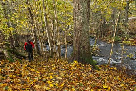 Syksyinen jokivarsi, jonka vartta kulkevaa polkua kulkee ihminen.