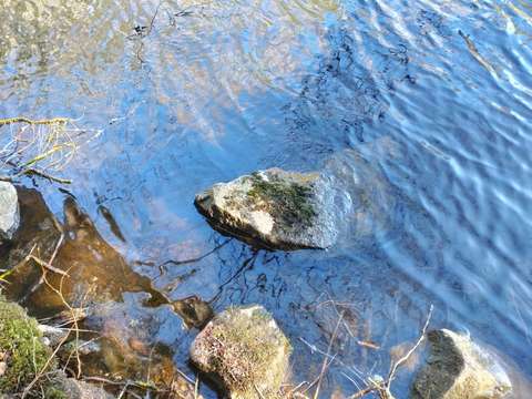 Myllynkiven puolikas rantavedessä, koskipaikasta kaakkoon. 