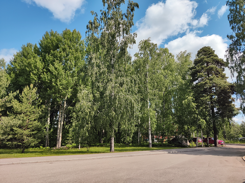 I skogsdungen längs gatan växer stora björkar, tallar och andra lövträd.