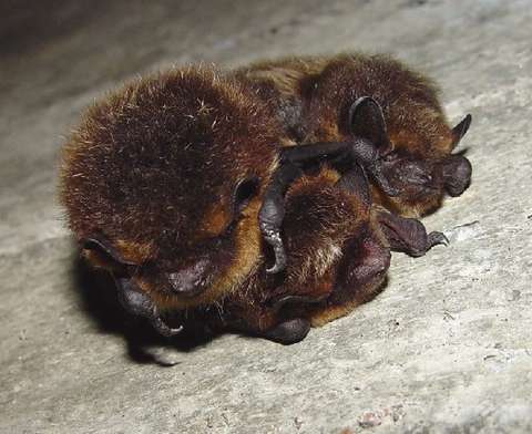 Kolme lepakkoa kasassa.