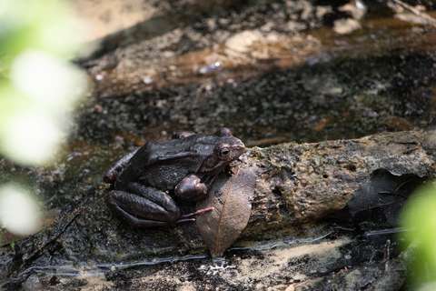 Ruskea sammakko kostealla hiekalla, etualalla puiden lehtiä.