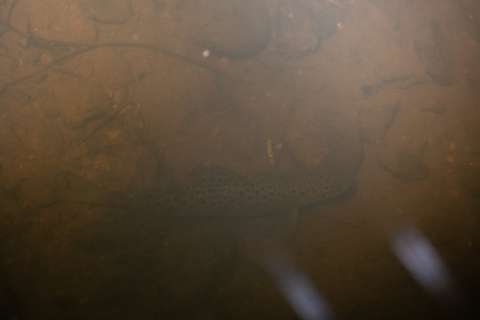 Meritaimenen poikanen matalassa sameassa vedessä.