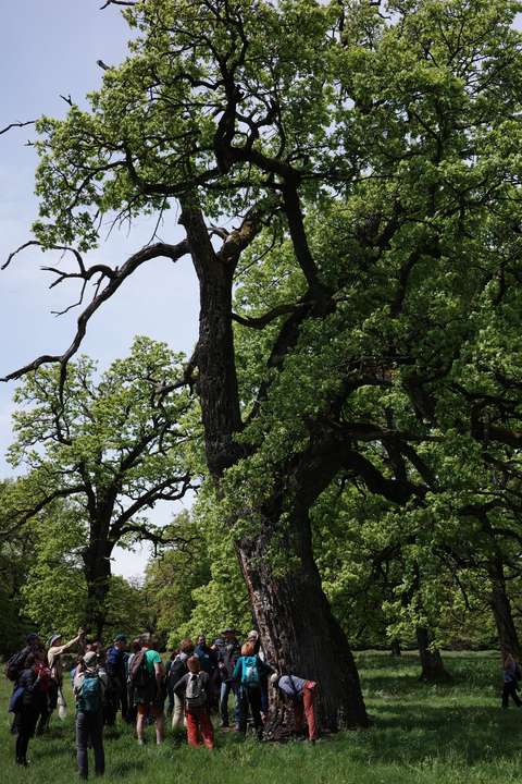 Ihmisiä suuren puun juurella.