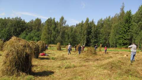 Ihmisiä pellolla nostamassa heinää seipäille.
