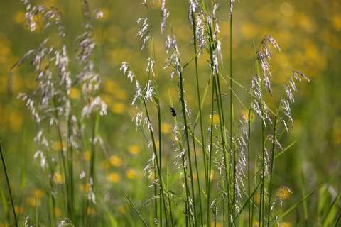 Lush yellow and green plants. There is a small insect on the stem of one of the plants.