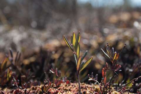 Närbild av en rosling med små blad.