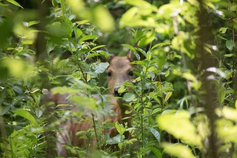 Kauris puiden siimeksessä.