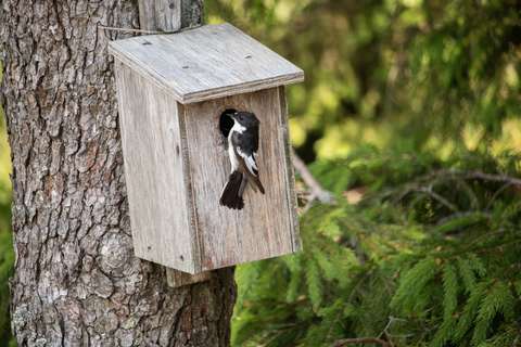 Linnunpönttö, jonka suuaukolla on kirjosieppo.