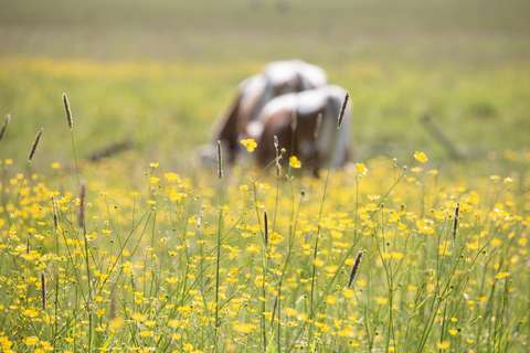 A yellow and green meadow landscape where two cow figures can be seen in the vegetation further away.