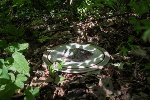 Varjoisaan paikkaan asetettu posliiniastia, jossa on vettä ja suurikokoinen kivi.