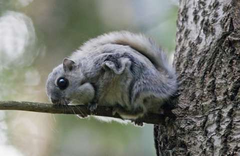 En flygekorre sitter på en aspgren.