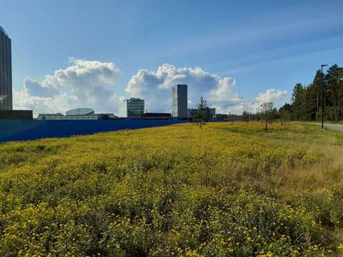 Till vänster syns höga höghus och i förgrunden en grön ängliknande gräsplätt med gula blommor. Himlen är blå och några moln syns bakom byggnaderna. 