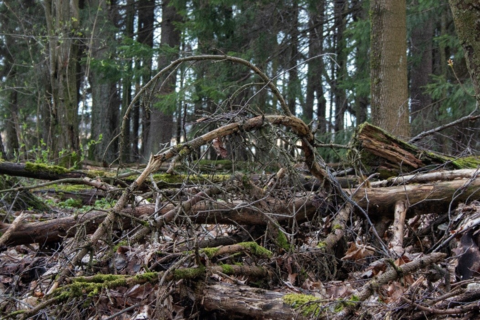 Rötterna från ett omkullfallet träd i skogen.